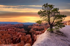 Tree and Sunrise